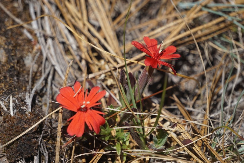Silene serpentinicola photo 8