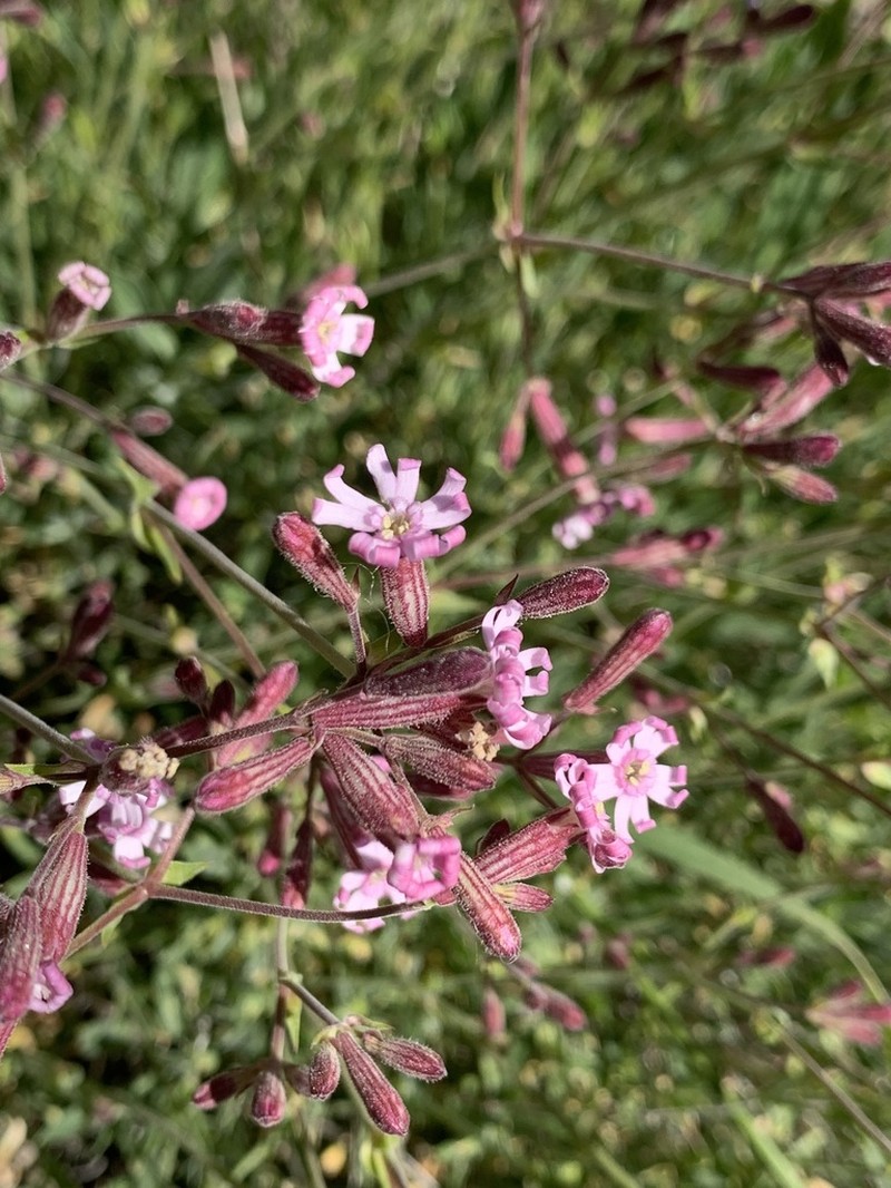 Silene shehbazii
