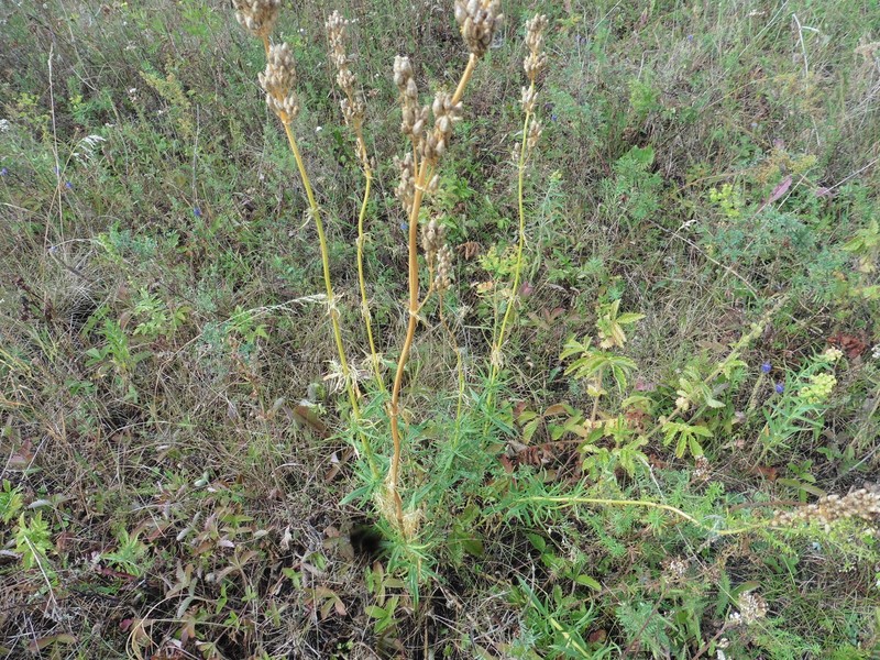 Siberian Catchfly photo 2