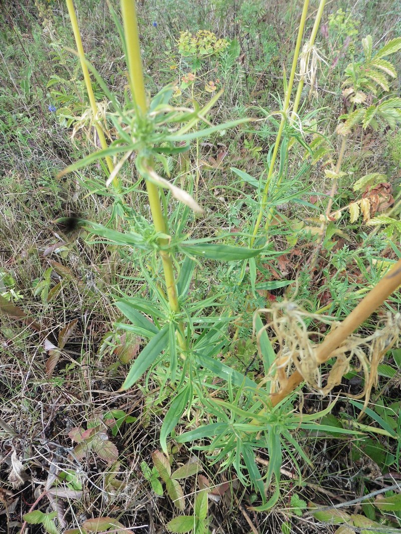 Siberian Catchfly photo 3