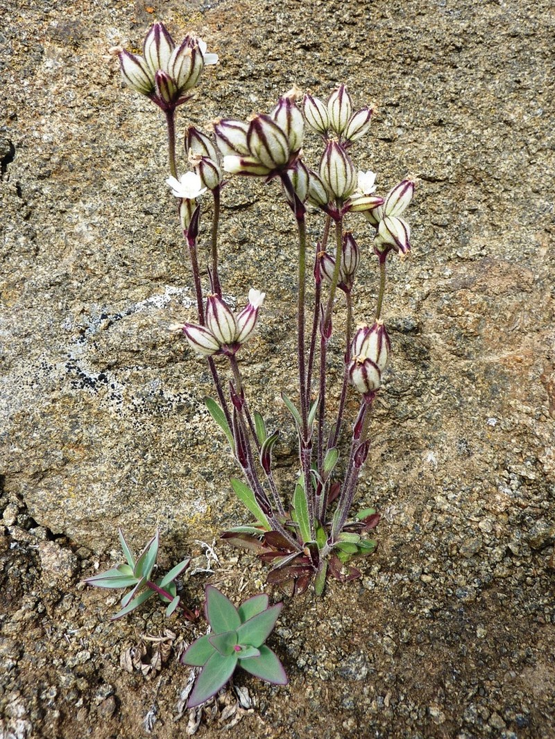 Sorensen's Catchfly photo 3