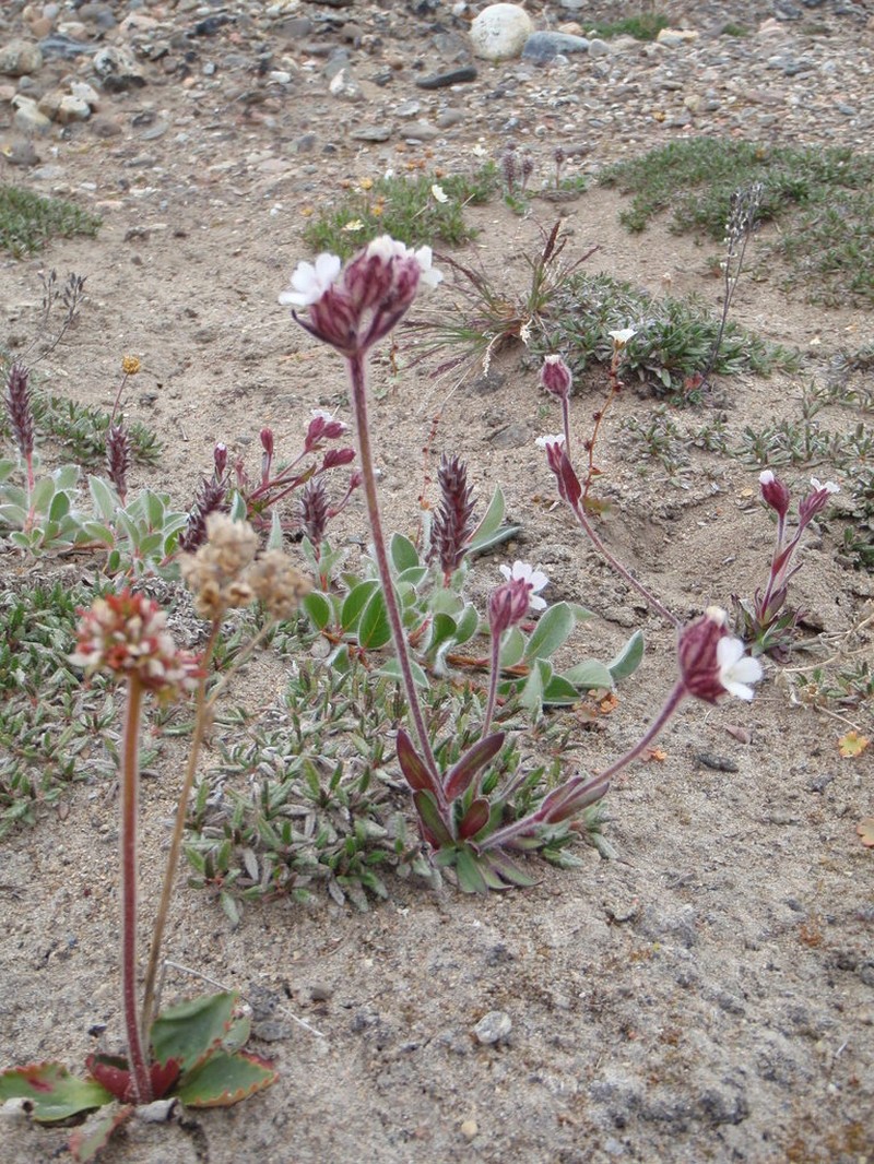 Sorensen's Catchfly photo 4