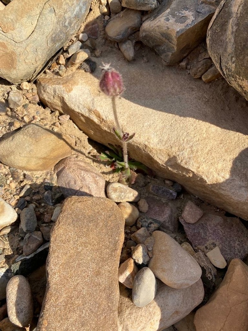 Sorensen's Catchfly photo 5