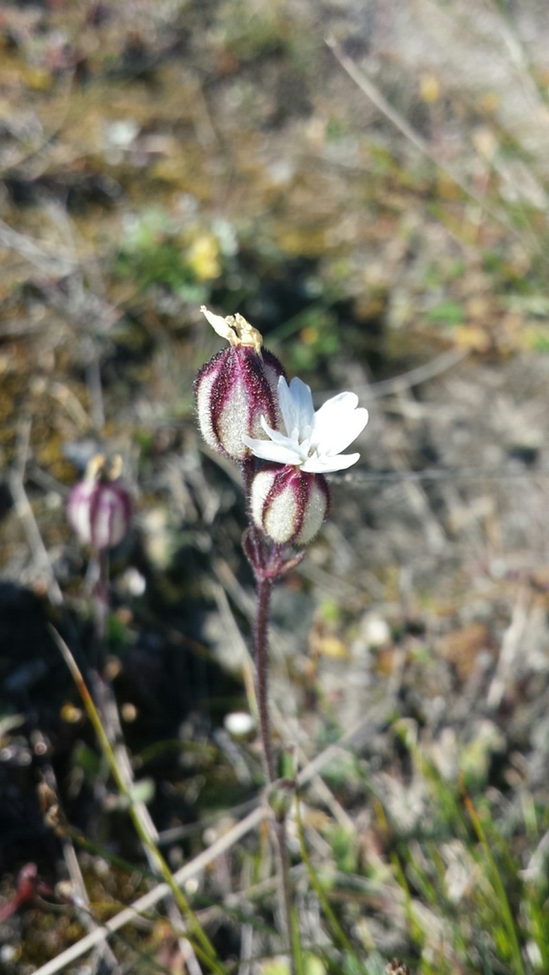 Sorensen's Catchfly photo 6