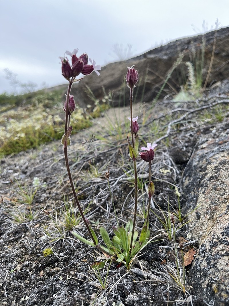 Sorensen's Catchfly photo 7