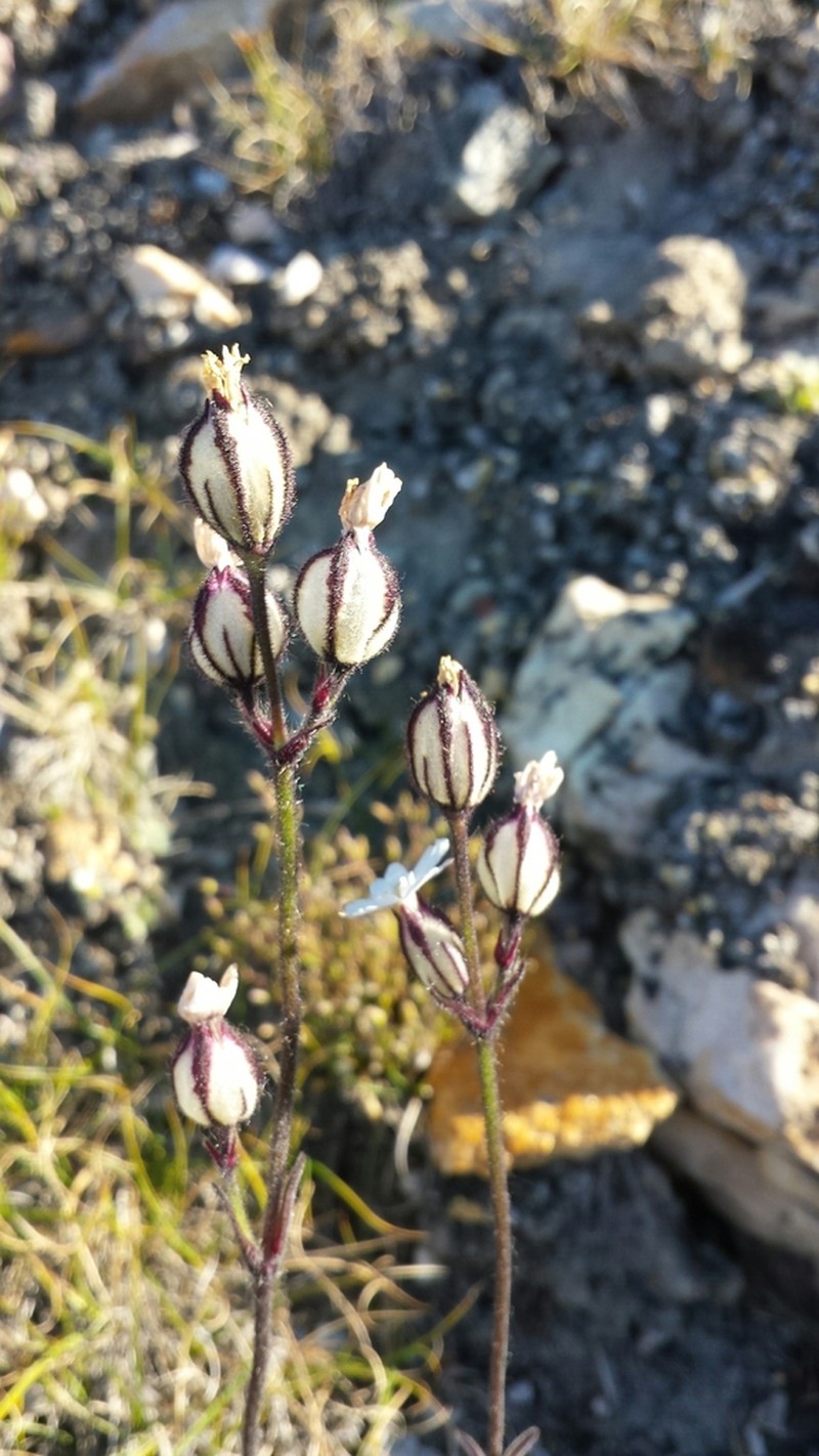 Sorensen's Catchfly photo 8