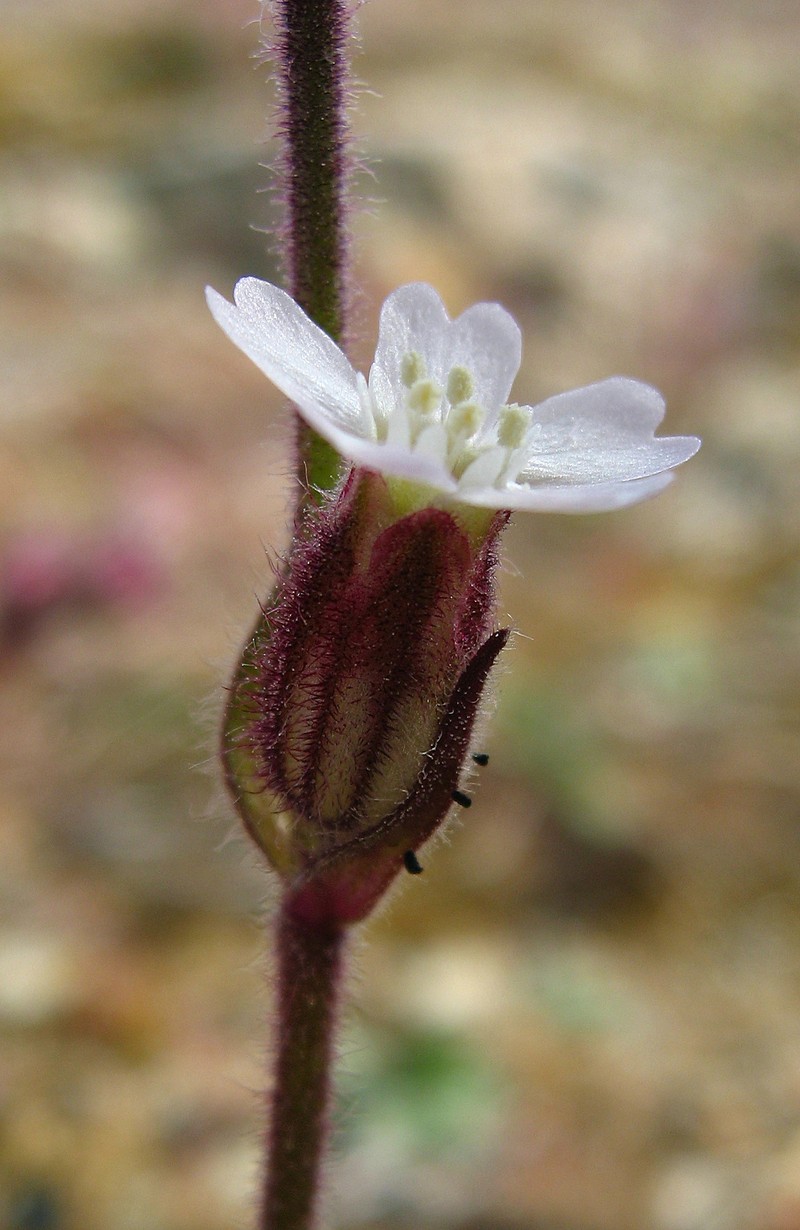 Sorensen's Catchfly photo 2