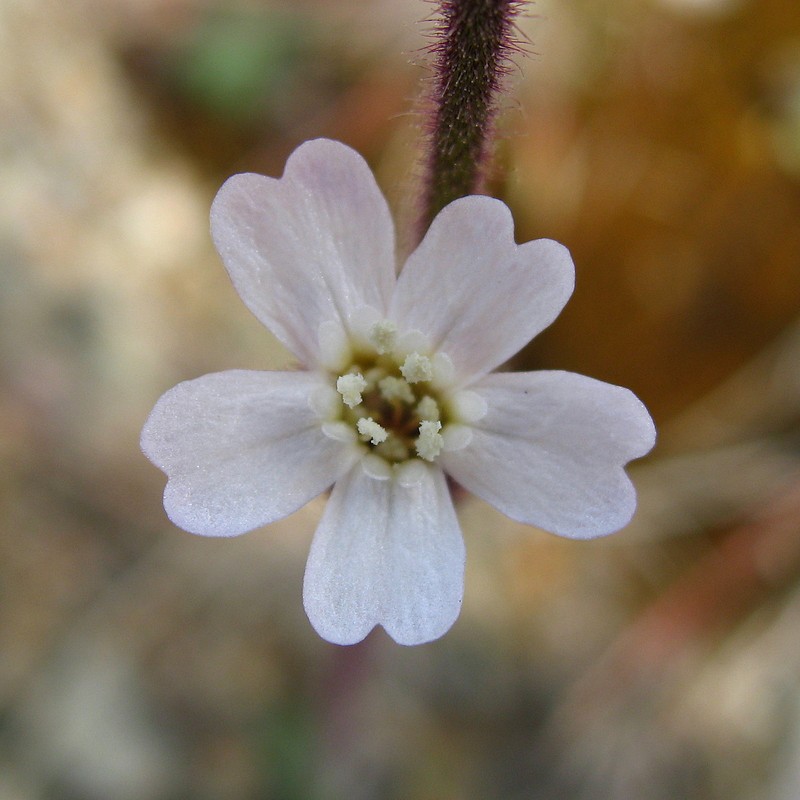 Sorensen's Catchfly photo 3