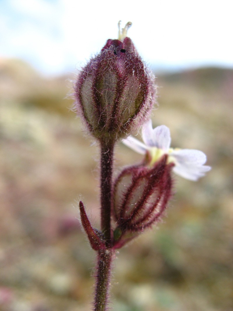 Sorensen's Catchfly