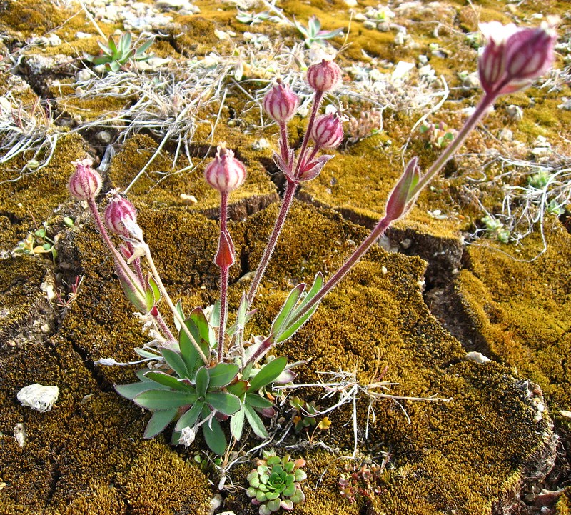 Sorensen's Catchfly photo 4