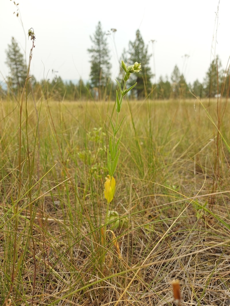 Spalding's Silene photo 2