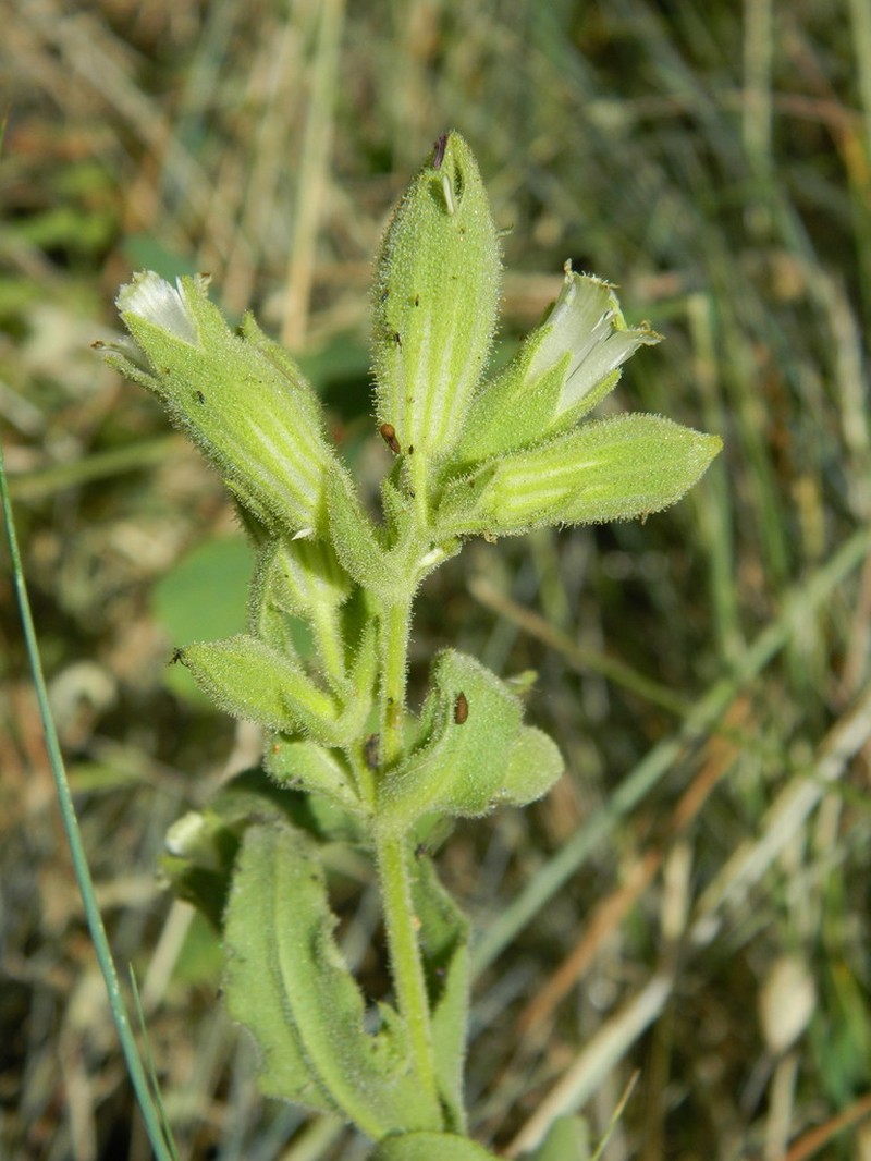 Spalding's Silene photo 4