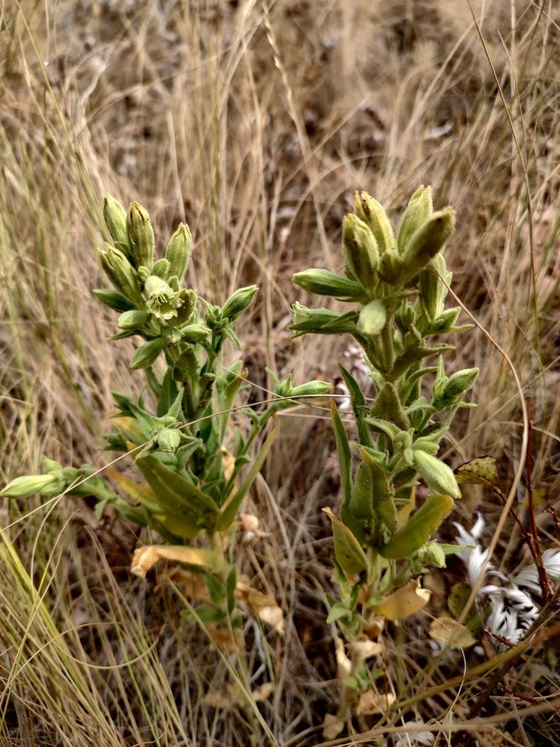Spalding's Silene photo 5