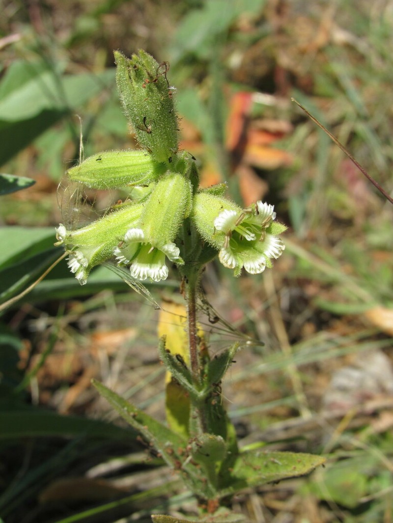 Spalding's Silene photo 6