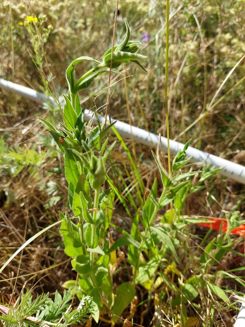 Spalding's Silene photo 7