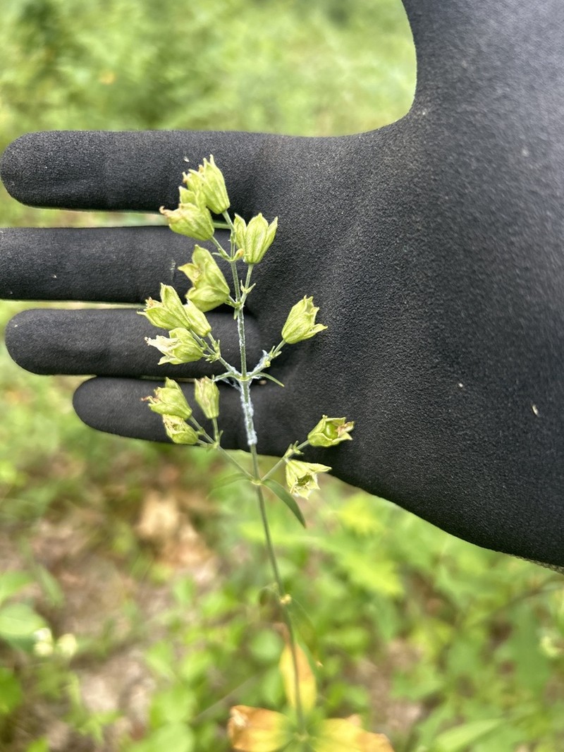 Widowsfrill photo 4