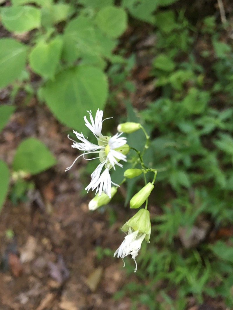 Widowsfrill photo 7