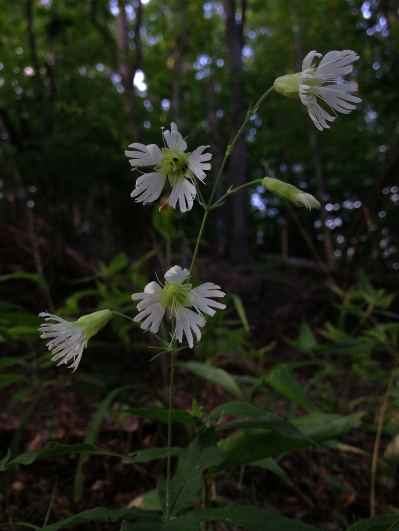 Widowsfrill photo 2