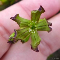 Alpine Catchfly