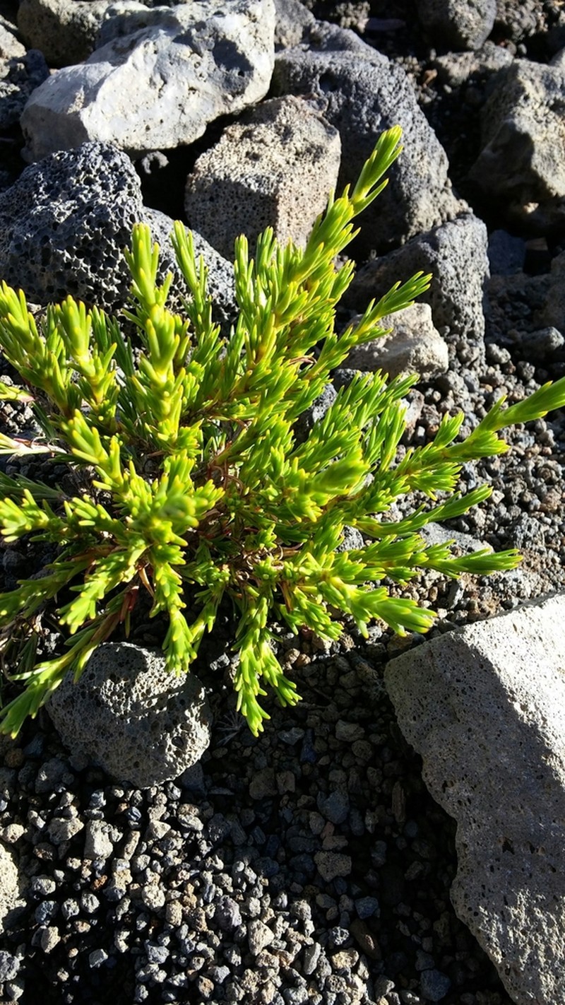 Alpine Catchfly photo 2