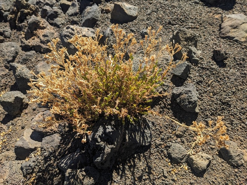 Alpine Catchfly photo 3