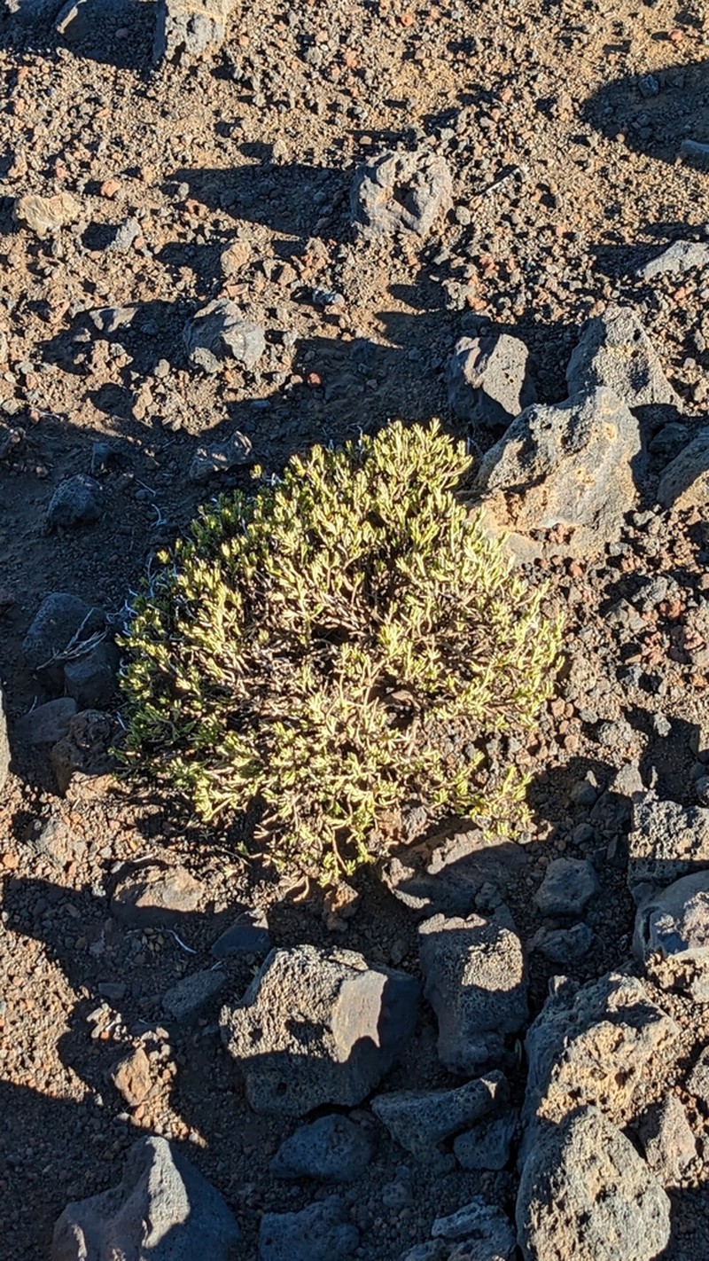 Alpine Catchfly photo 4