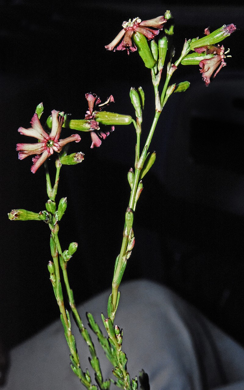 Alpine Catchfly photo 5