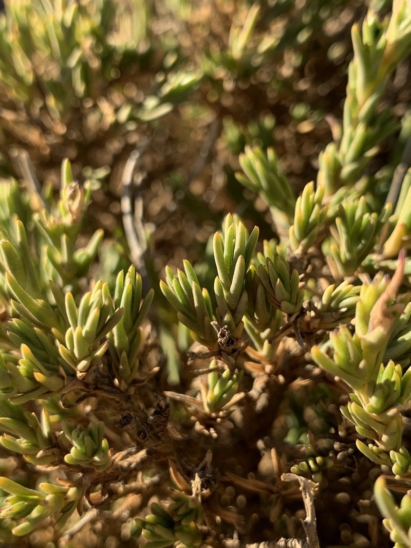 Alpine Catchfly photo 6
