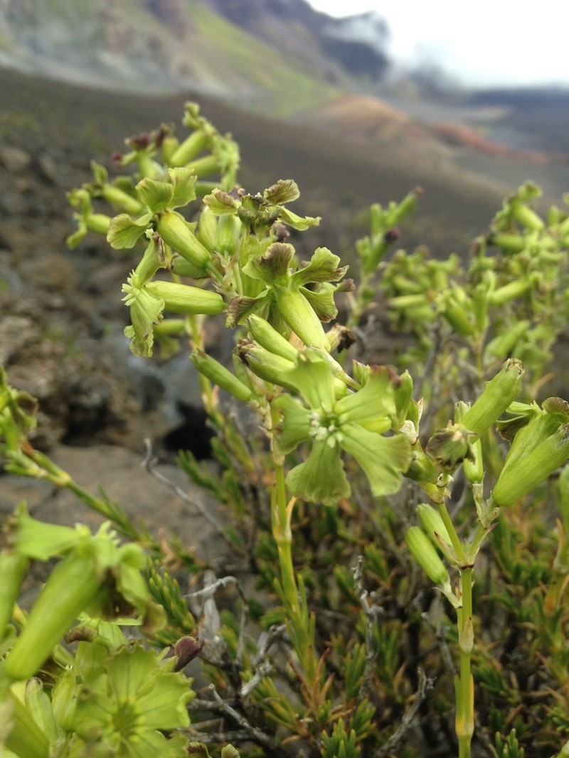 Alpine Catchfly photo 7