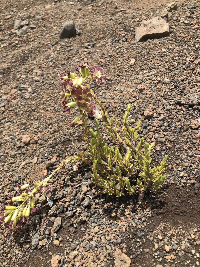 Alpine Catchfly photo 8