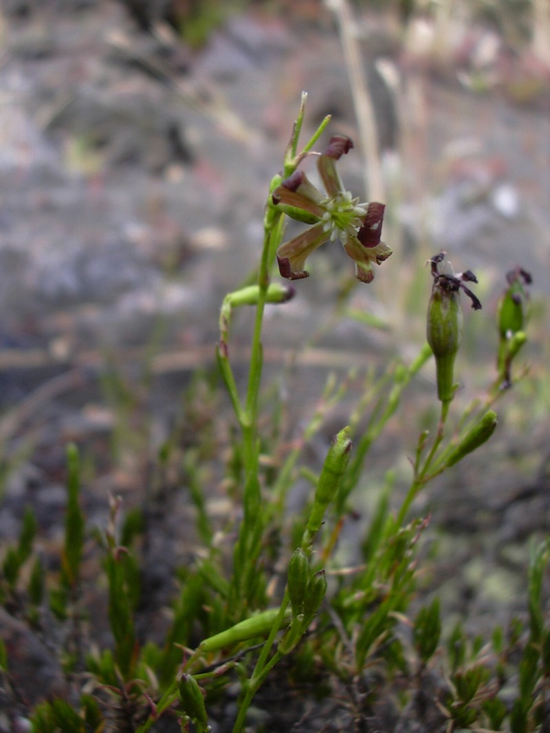 Alpine Catchfly photo 4