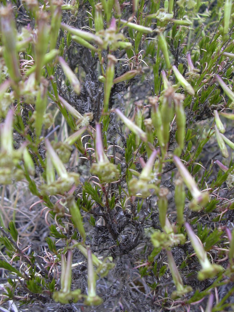 Alpine Catchfly photo 5