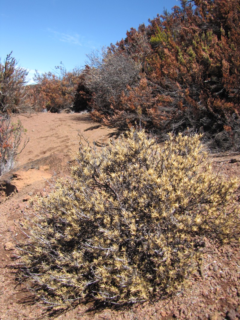 Alpine Catchfly photo 2