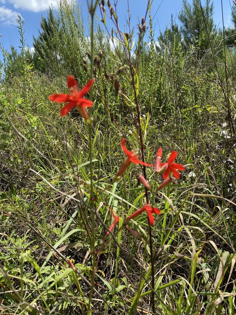 Louisiana Catchfly