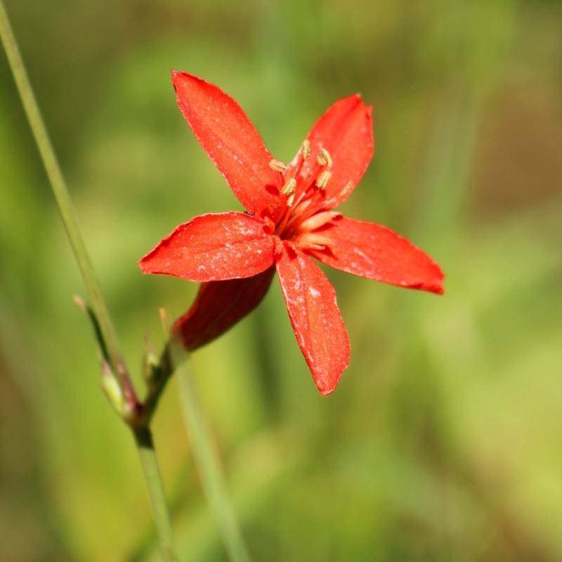 Louisiana Catchfly photo 2