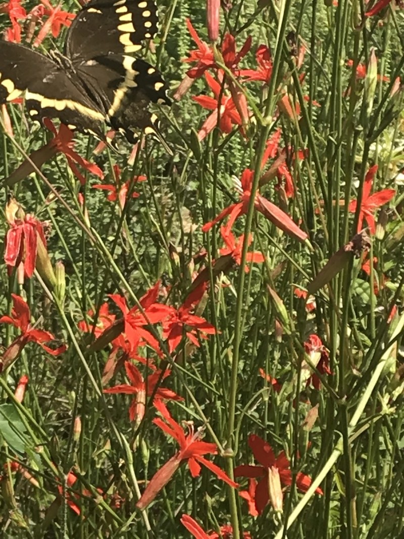 Louisiana Catchfly photo 3