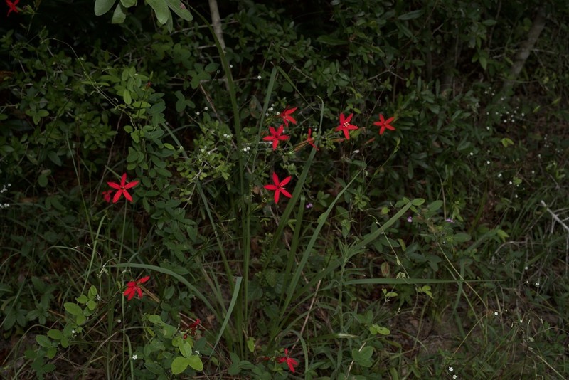 Louisiana Catchfly photo 4