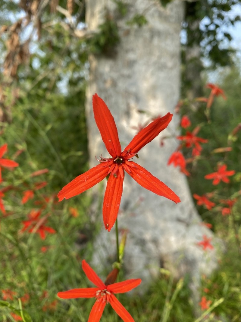 Louisiana Catchfly photo 5