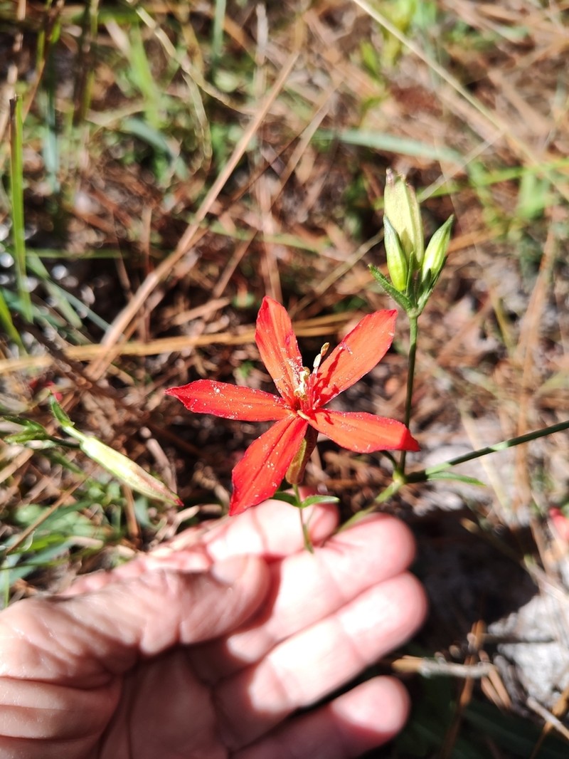 Louisiana Catchfly photo 6