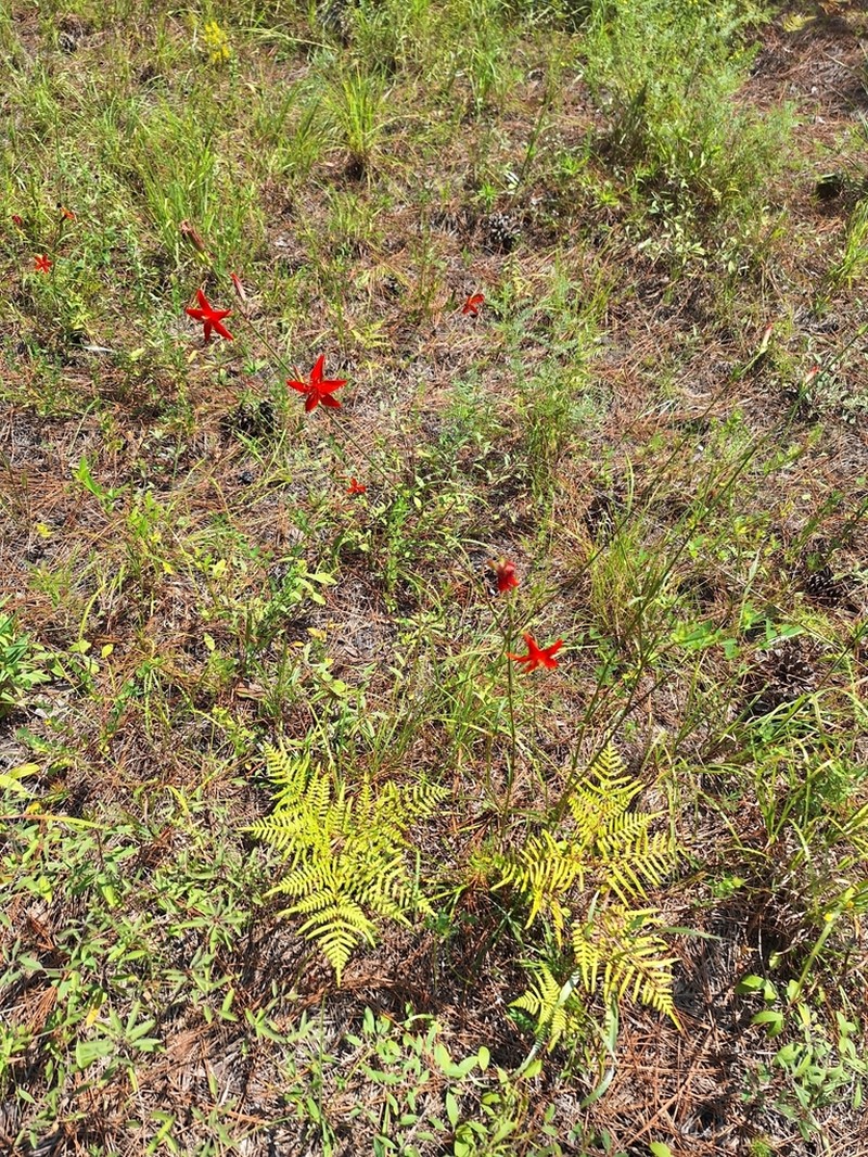 Louisiana Catchfly photo 7