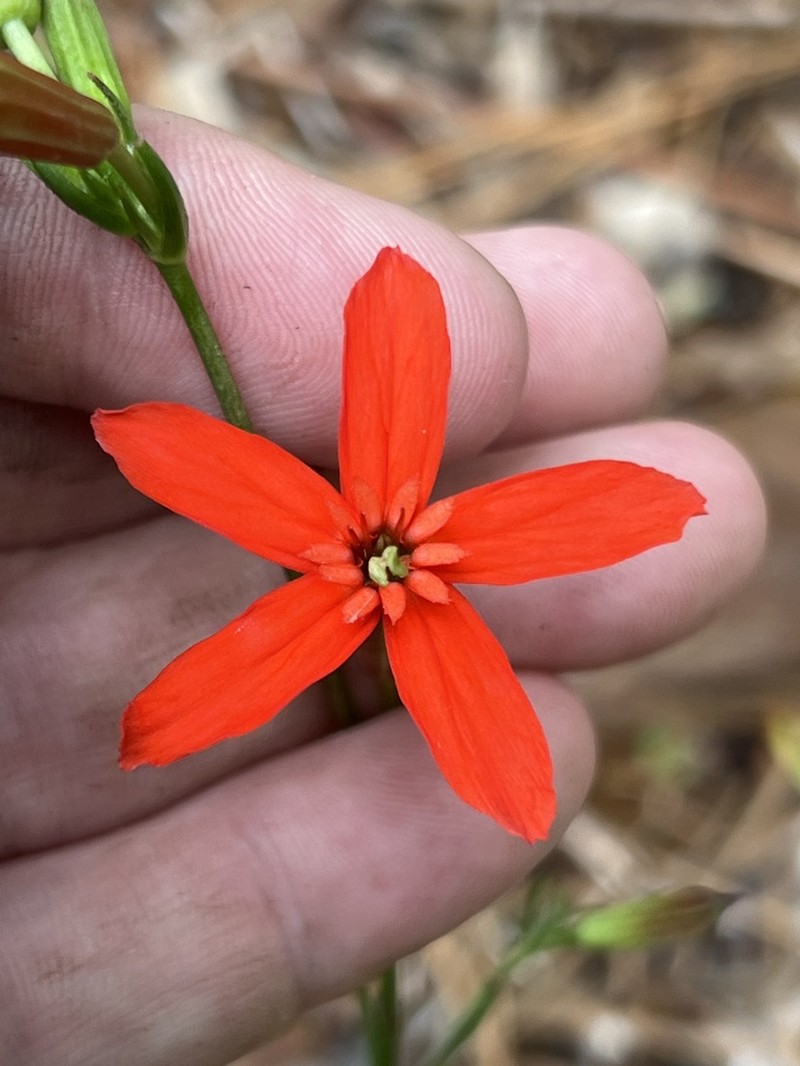Louisiana Catchfly photo 8