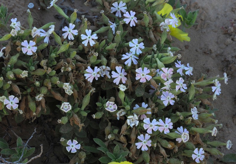 Silene succulenta subsp. succulenta