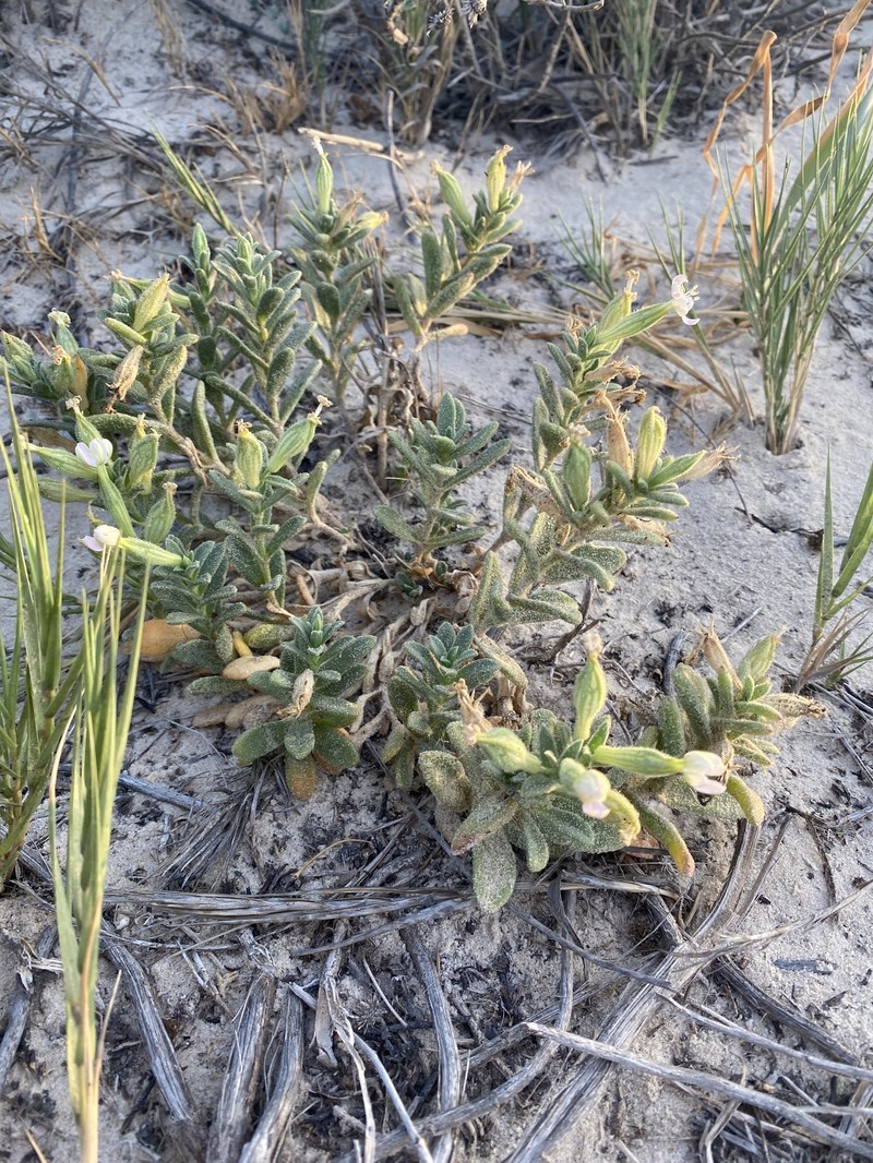 Silene succulenta subsp. succulenta photo 2