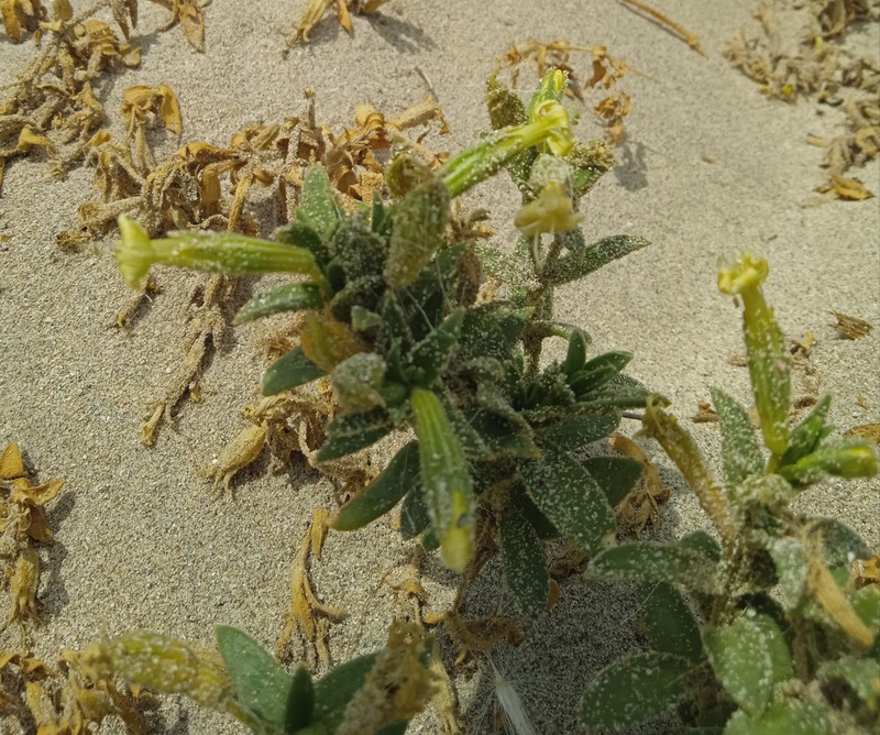 Silene succulenta subsp. succulenta photo 3