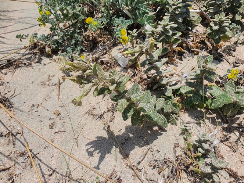 Silene succulenta subsp. succulenta photo 4