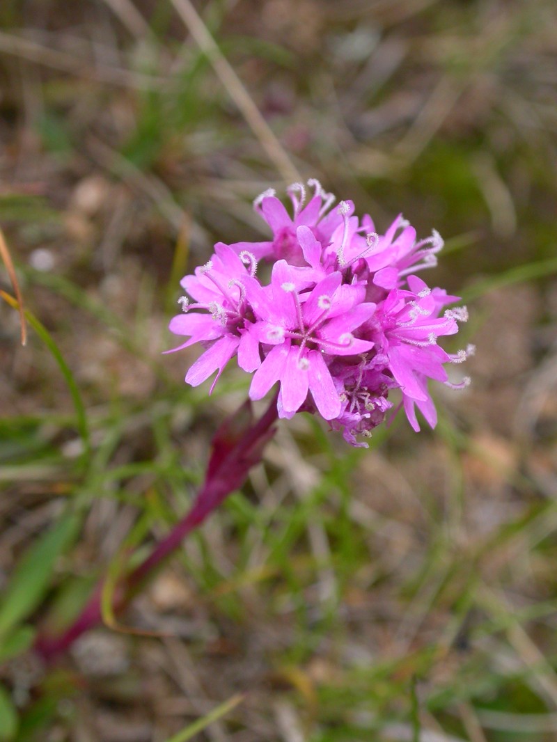 Catchfly