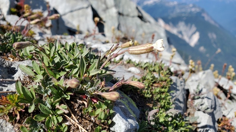 Suksdorf's Silene