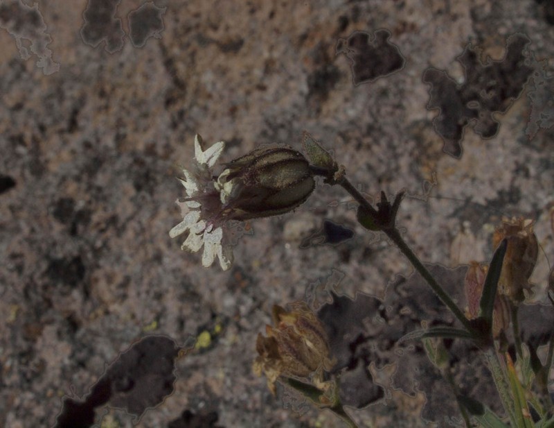 Suksdorf's Silene photo 2