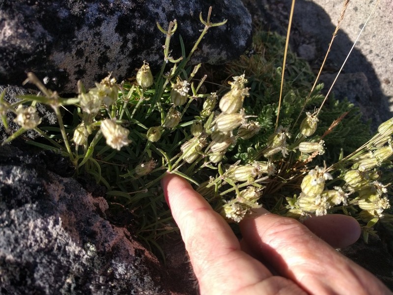 Suksdorf's Silene photo 3