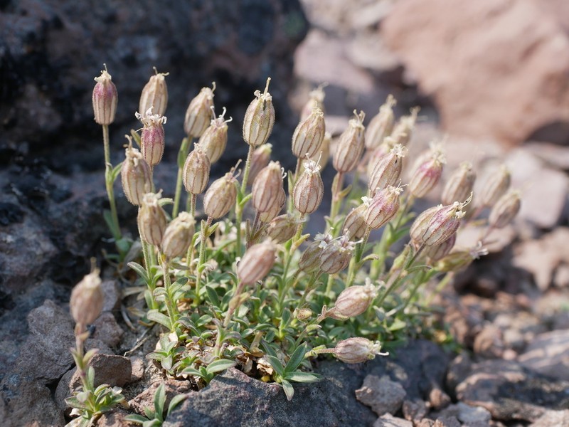 Suksdorf's Silene photo 4